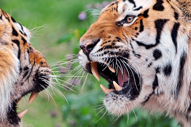 Tigers Fighting